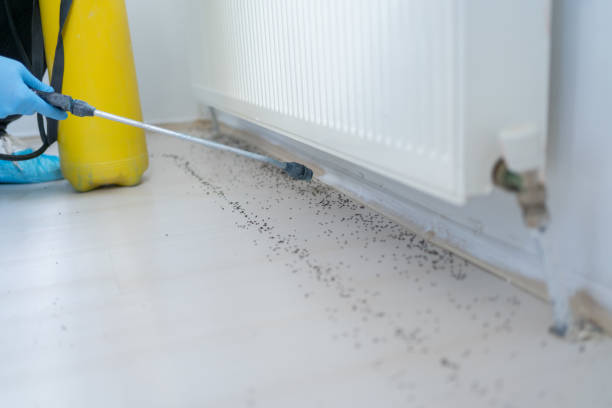 Best Bed Bug Extermination  in Parkville, MO